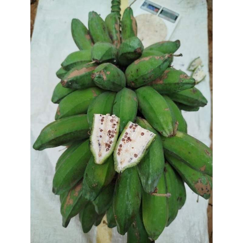 

pisang batu muda dadakan per 2 kg