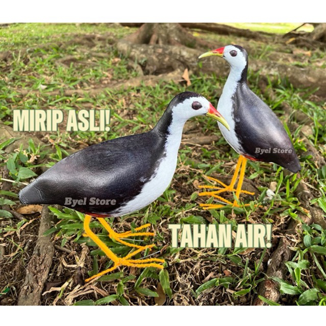 Jontrot Pikat Burung Ruak Ruak Kareo Padi / ruakruak sawah