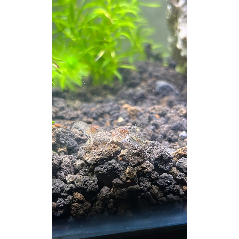 lobster mini aquascape cambarellus original 100persen mexico lobster mini mexico cambarellus sp lobs