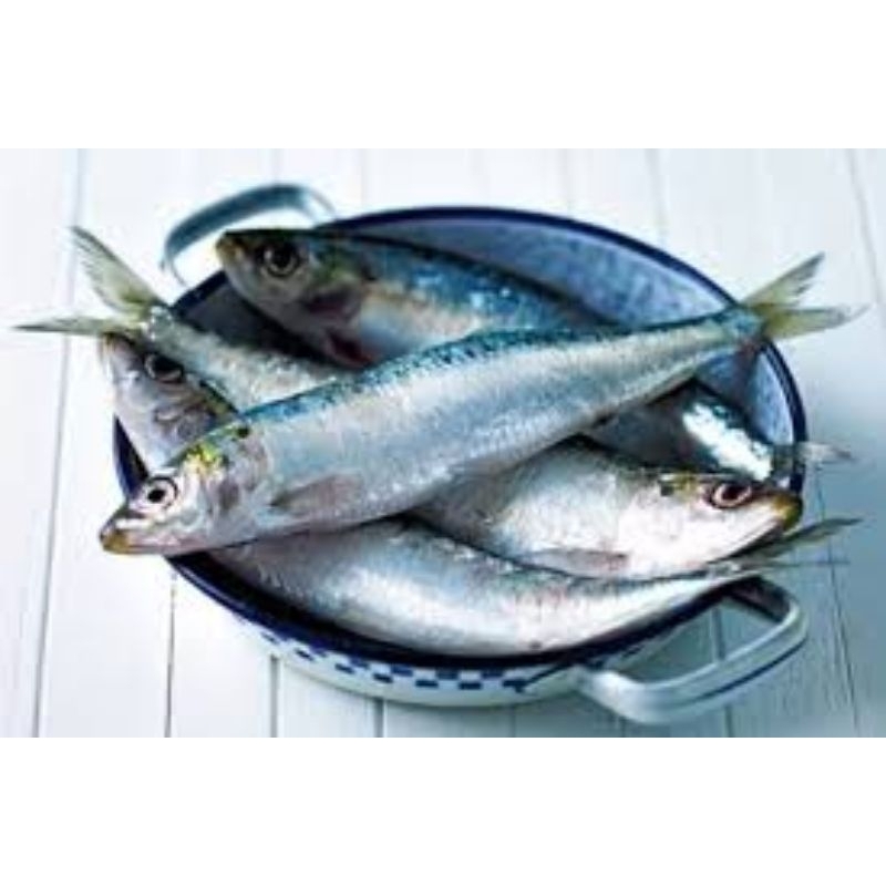 IKAN SARDEN SEGAR