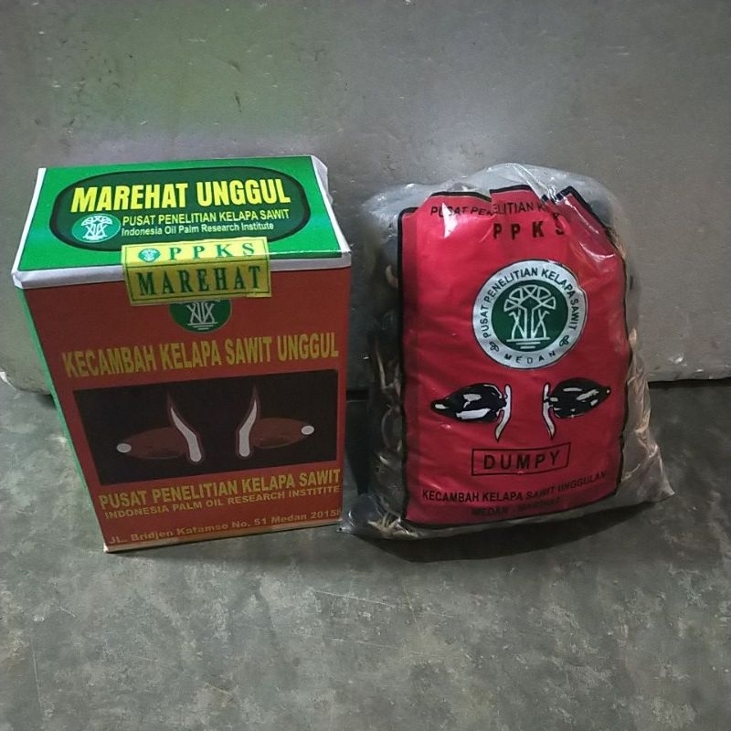 benih kecambah kelapa sawit marehat dumpy