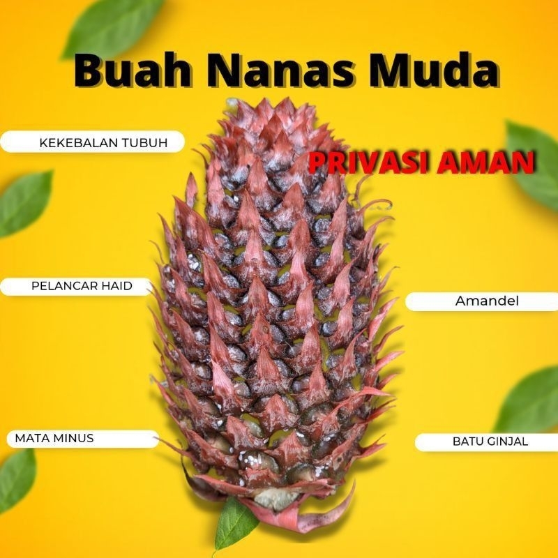 

Nanas Muda Merah Premium Breed