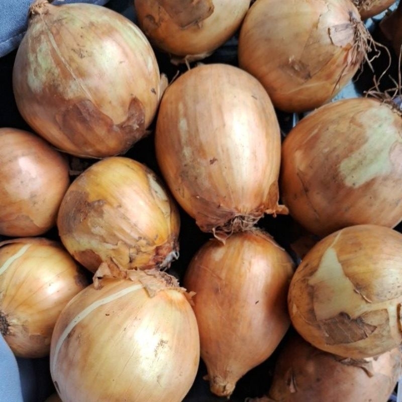 

bawang bombay super jumbo 1pcs 250-300gr