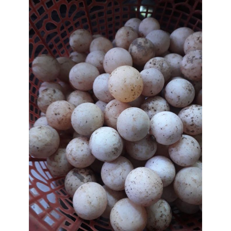 telur bulus labi labi,harga per butir stok banyak