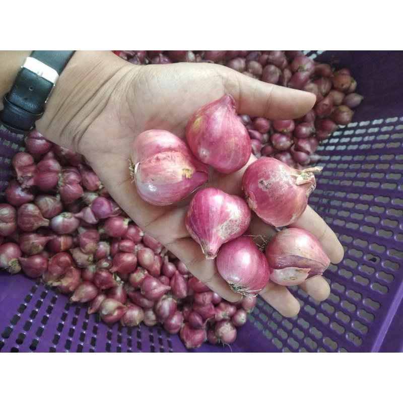 

Bawang Merah Nganjuk Termurah Campur (1kg)