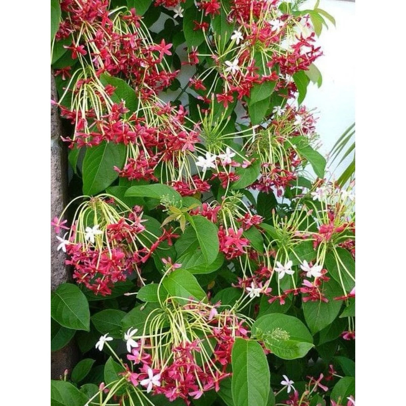 tanaman hias melati belanda - bibit melati belanda