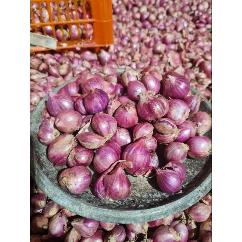 

bawang merah besar