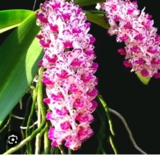 GIGANTEA | ANGGREK GIGANTEA DOBEL PLANT