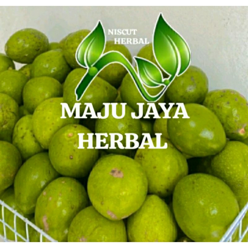 

jual alpukat segar alpukat mentega 1kilo asli murah