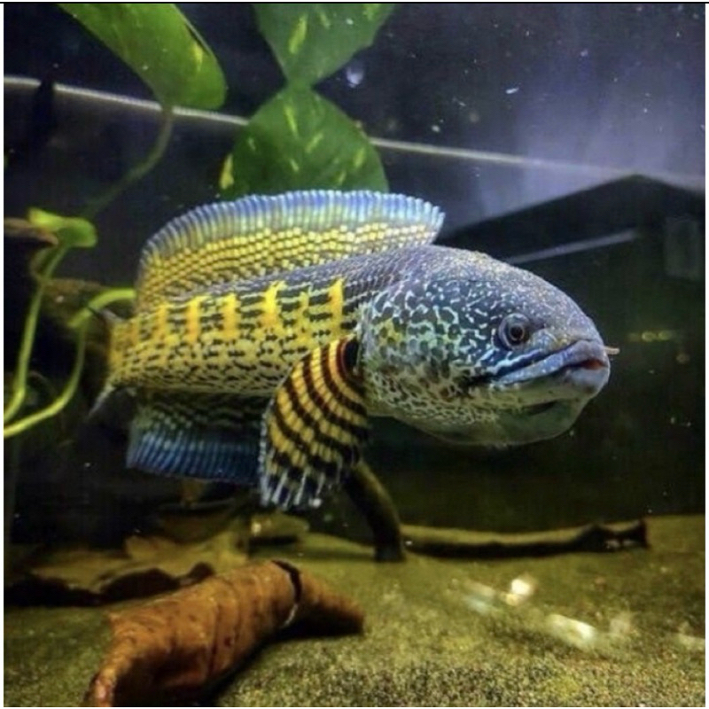 Baby auranti 4-5 cm top grade kualitas 100%