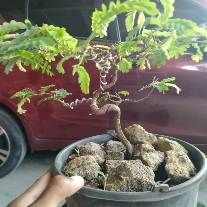 POHON BAHAN BONSAI ASEM