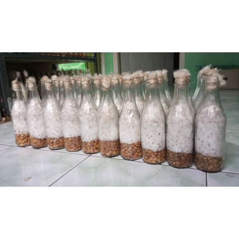 Bibit F1 Jamur Tiram Putih   || Florida