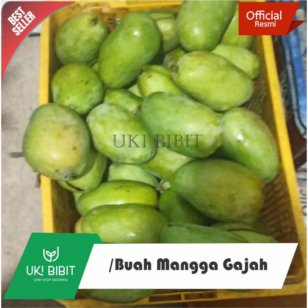 

1 Kg Buah Mangga Gajah Asli Indramayu Fresh Petik Pohon