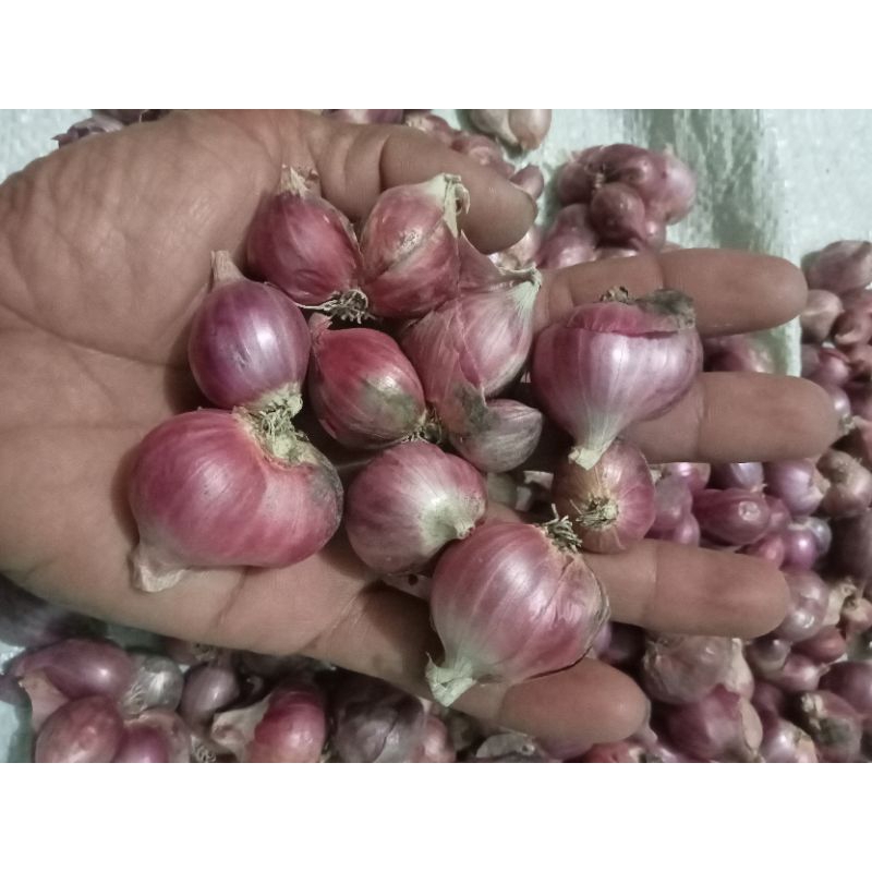 

BAWANG MERAH 1 KG/BAWANG MERAH NGANJUK
