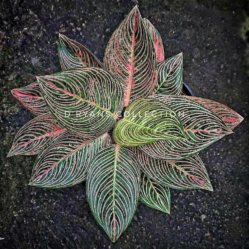 Tanam Hias Aglonema Golden Hope (Tanaman hias aglaonema Golden Hope) - tanaman hias hidup - bunga hi