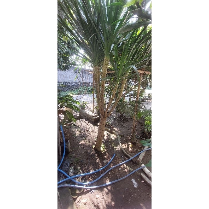 Pandan bali 2 Meter