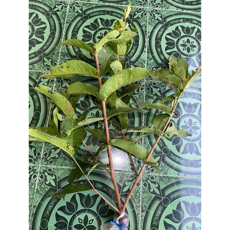 cangkok jambu air jenis kiojok asli