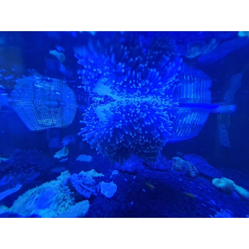 anemon clown | rumah nemo