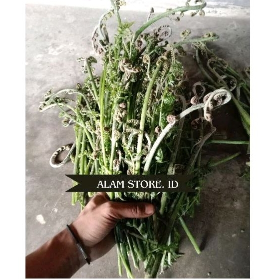 

sayur pakis unggulan langsung di petik segar freeshh/500 gram