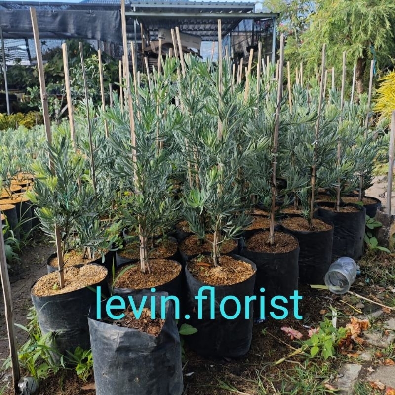 [BESAR] Lohansung blue ice bahan bonsai / lohansung biru / bibit tanaman hias bunga pohon penghijaua