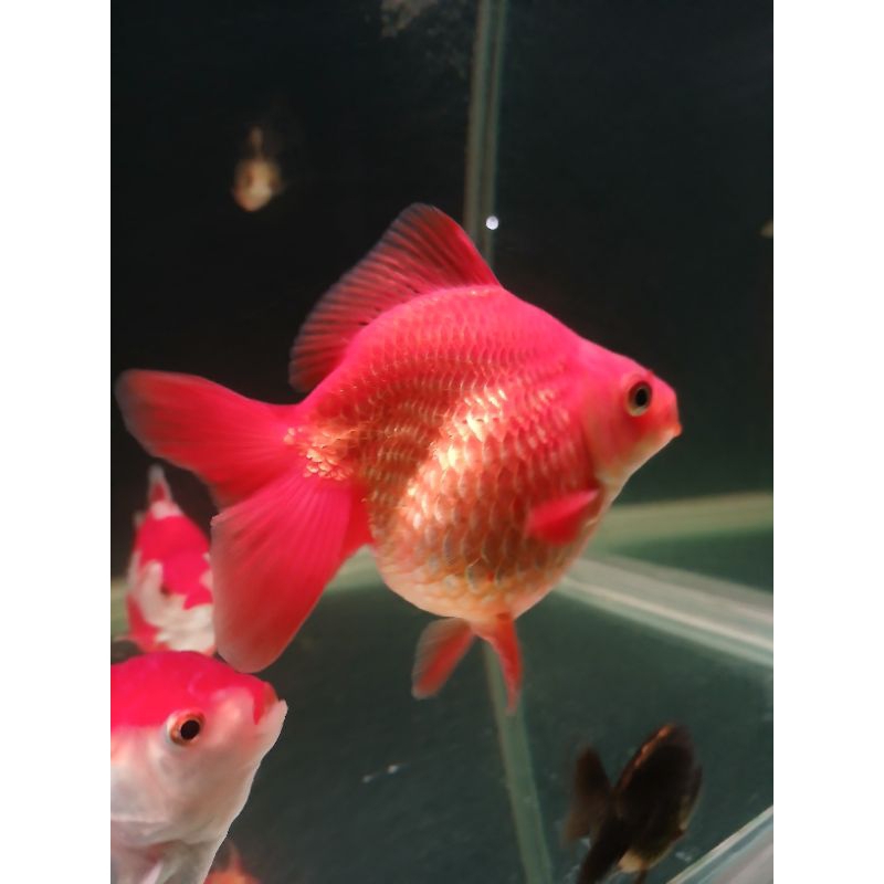 ikan mas koki ryukin 11-12 cm goldfish