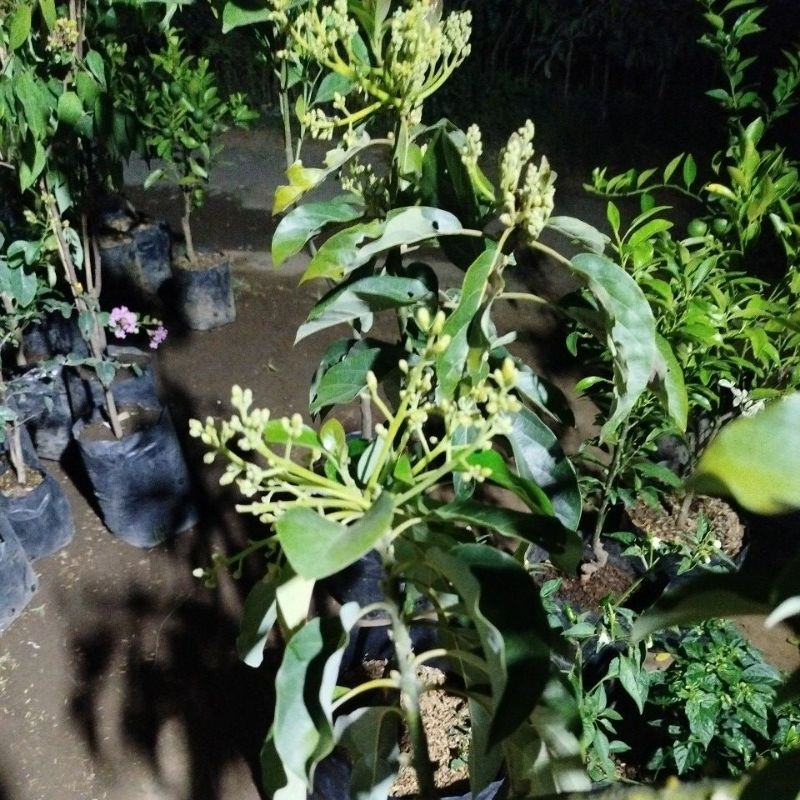 Bibit alpukat berbunga