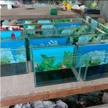 AKUARIUM MINIMALIS IKAN GUPPY