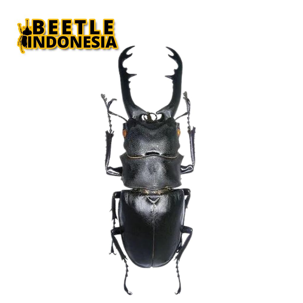 Awetan Kumbang Capit Giraffa