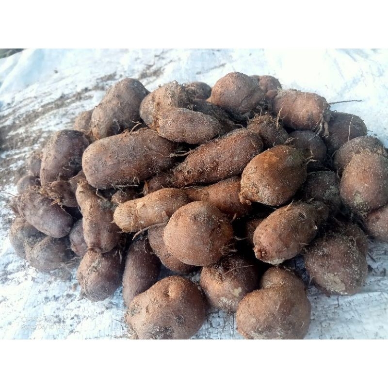 

Kentang Hitam 1kg/Kentang Bulu