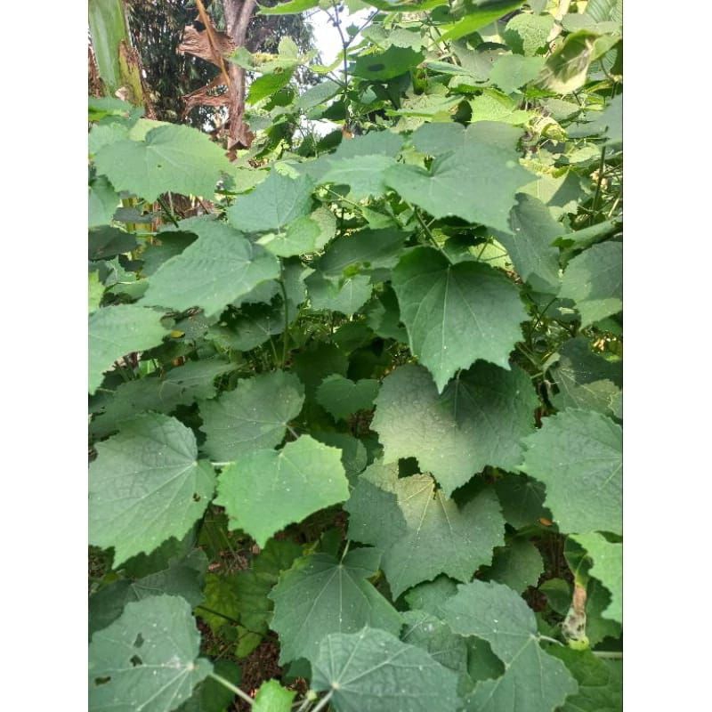 

daun pungpulutan pres/500 g
