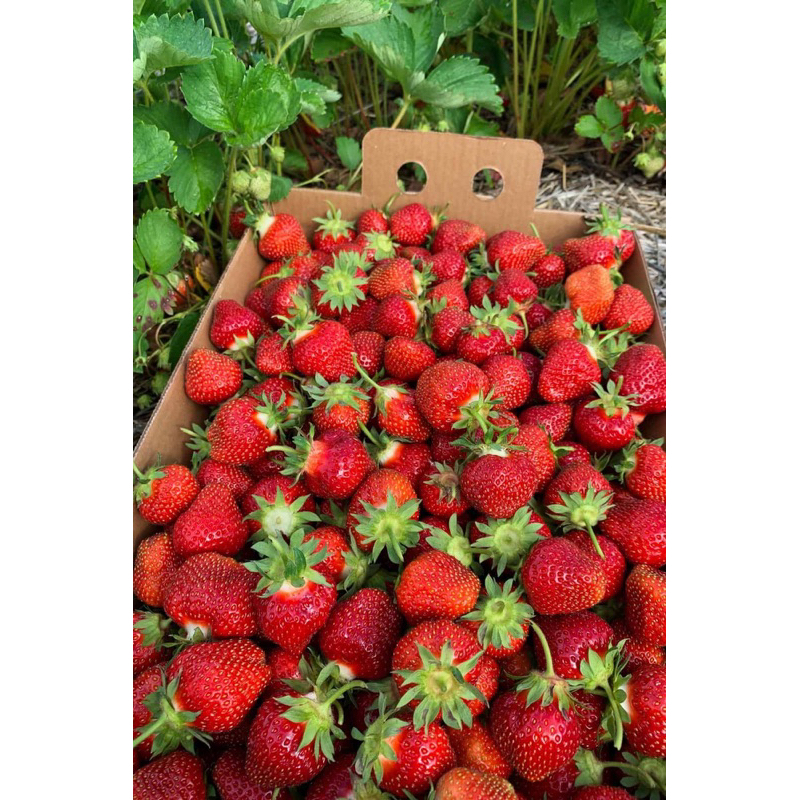 

Strawberry Fresh Jumbo Segar , harga tertera harga per kilo