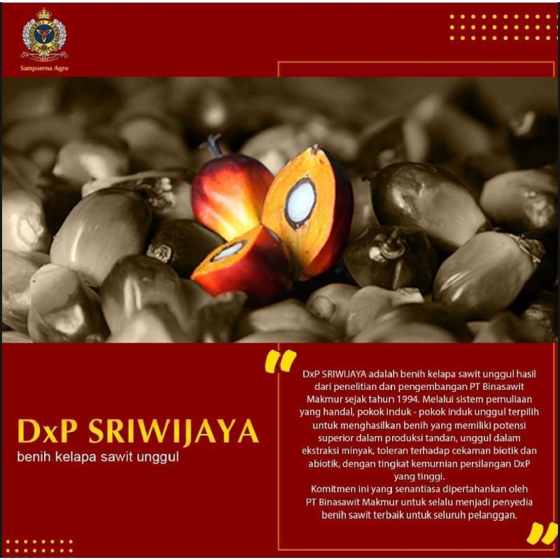 benih bibit polong sawit DXP Sriwijaya 6 original sertifikat