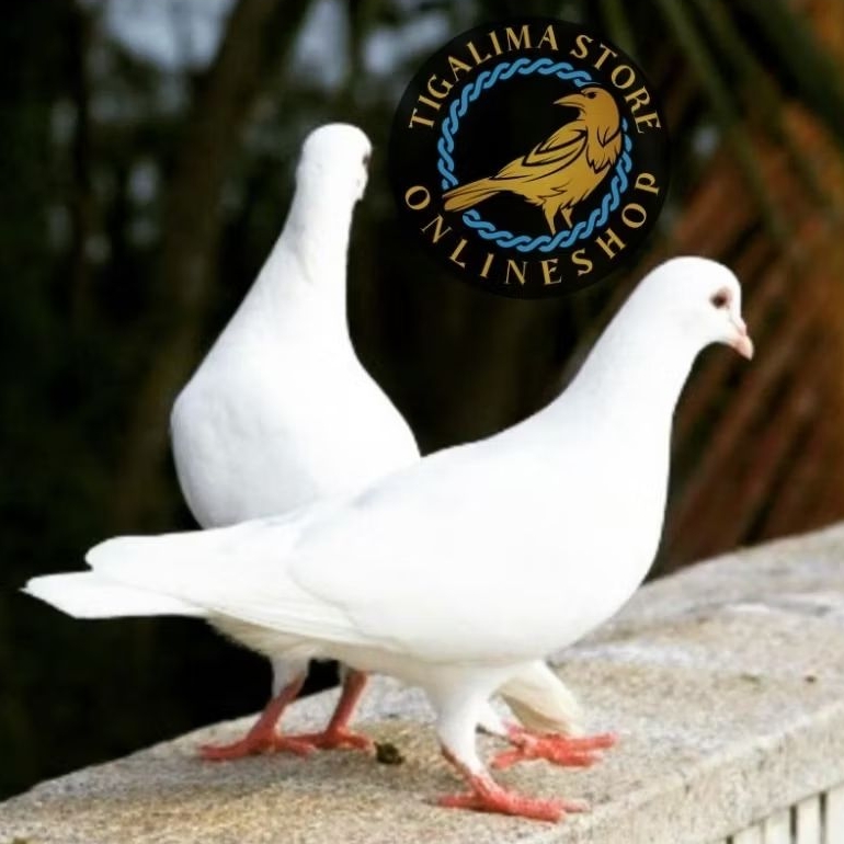 BURUNG MERPATI PUTIH SEPASANG