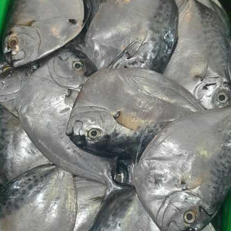 

IKAN NYANYI SUPER 1kg