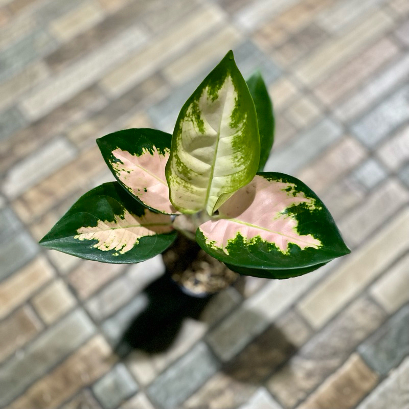 Aglaonema Kochin sutra