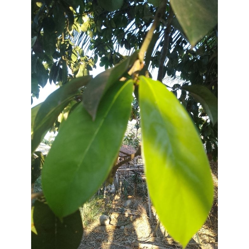 

daun sirsak fres dan segar