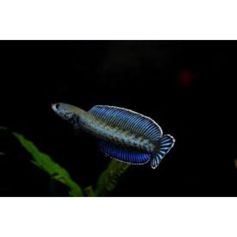 chana Andrao baby 3-6cm