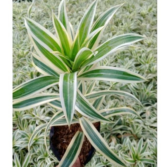 Tanaman sri rejeki daun putih