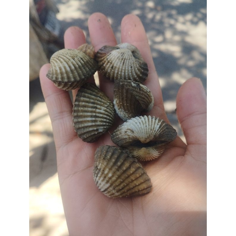 

KERANG DARA BESAR