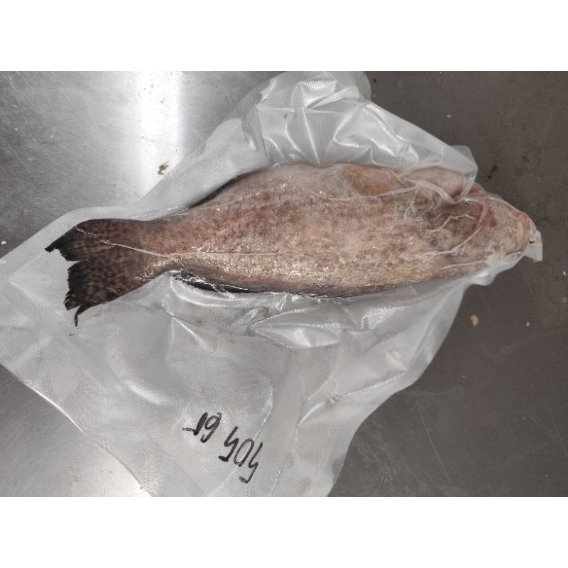 

Ikan Kerapu Sapan / Frozen Fresh