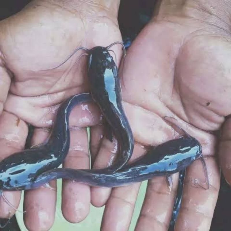 Bibit lele Sangkuriang 9-10cm paket per 50ekor