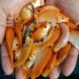 Bibit ikan mas merah/kuning paket 100ekor