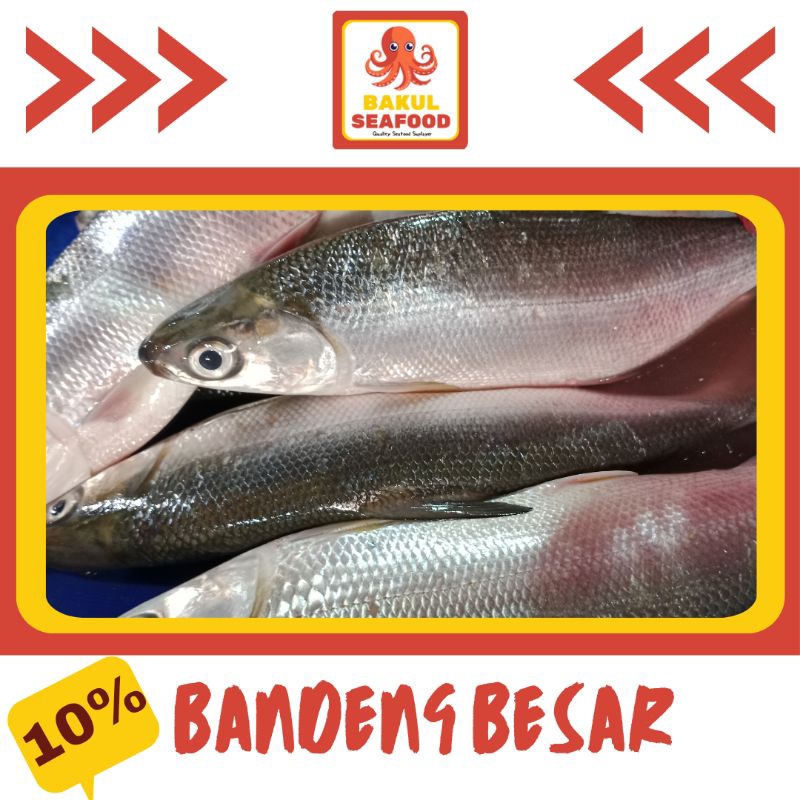 

BANDENG BESAR 500GR-1000GR