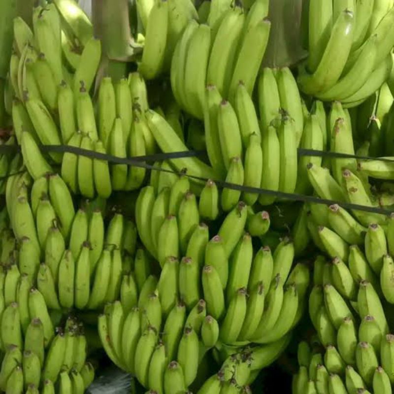 

BUAH PISANG AMBON KUNING SUPER PER TANDAN FULL UNTUK ACARA HAJATAN/PESTA