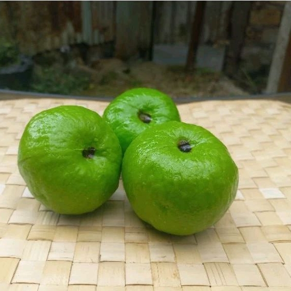 

Repika buah jambu biji 1 pcs/ Replika Buah-buahan/ Replika sayuran