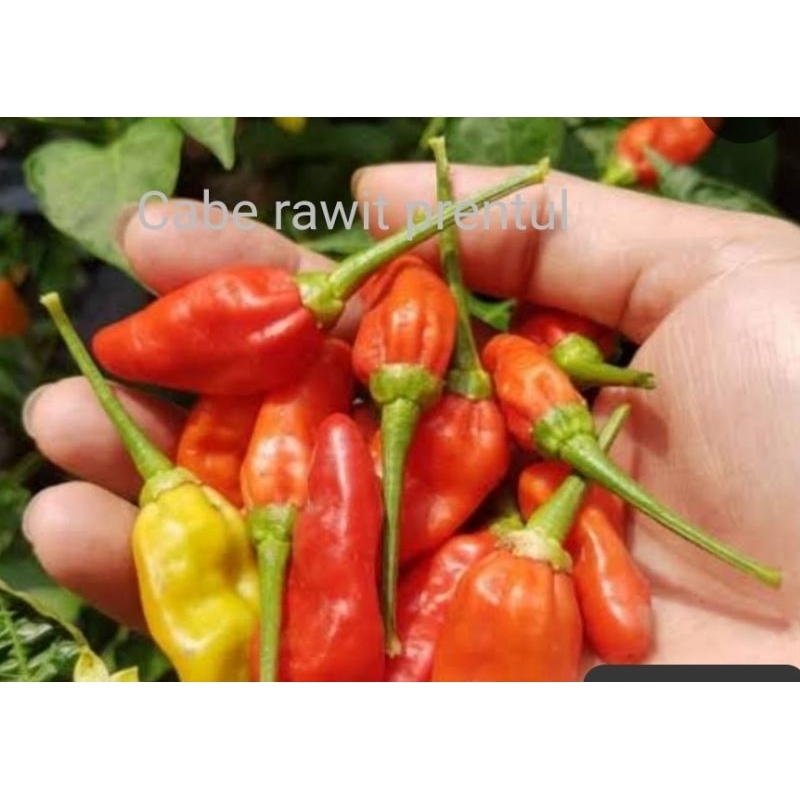 

Cabe rawit PRENTUL fresh 1kg