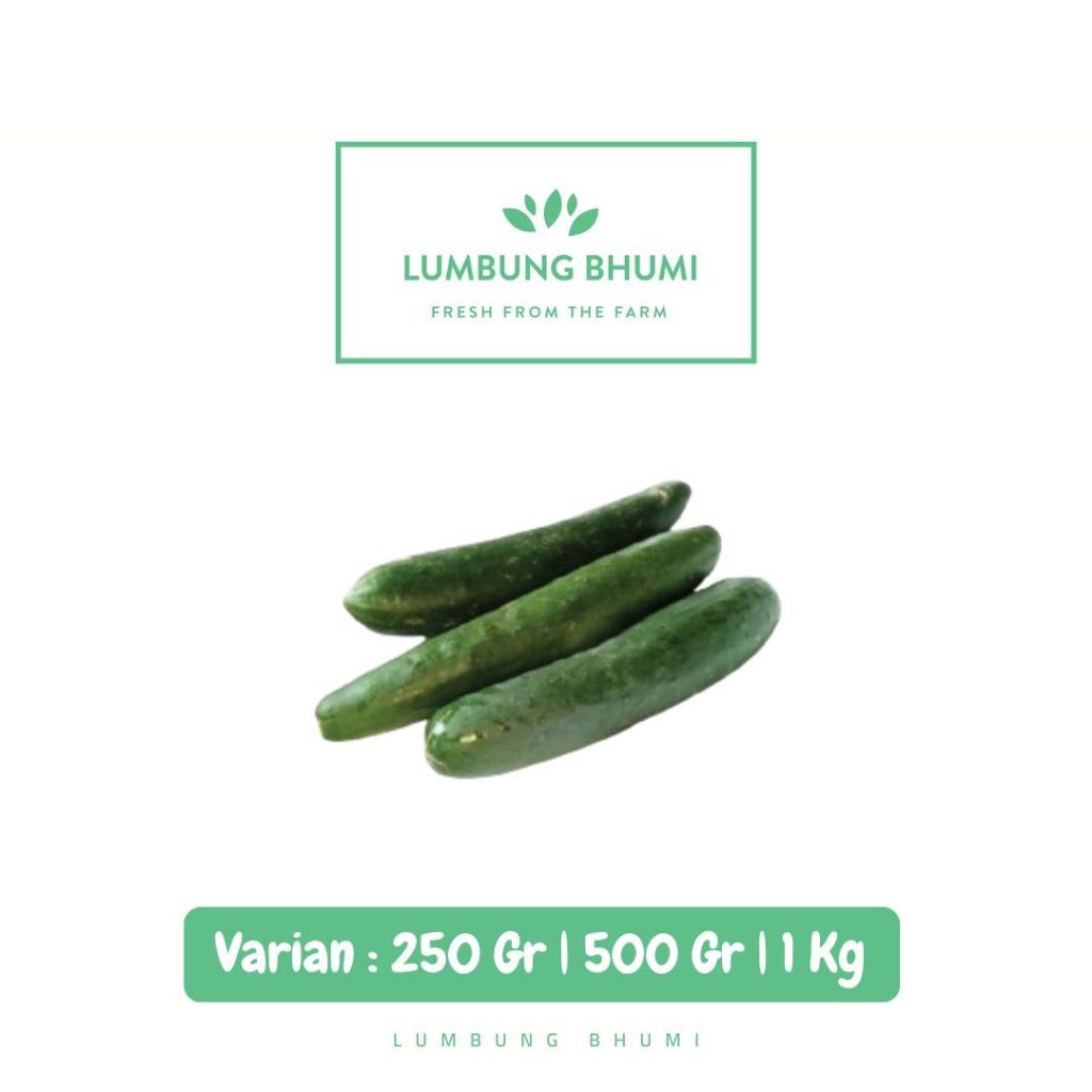 

Timun Jepang Kyuri Sayur - Lumbung Bhumi