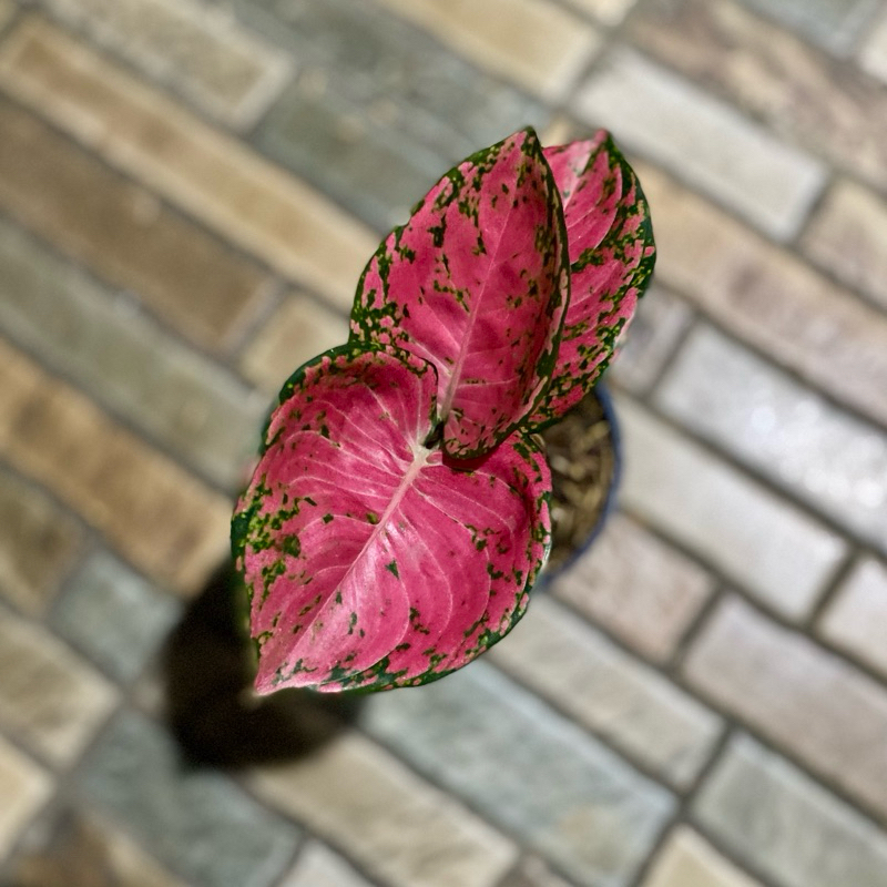 Aglaonema Big apple + ruby fanta