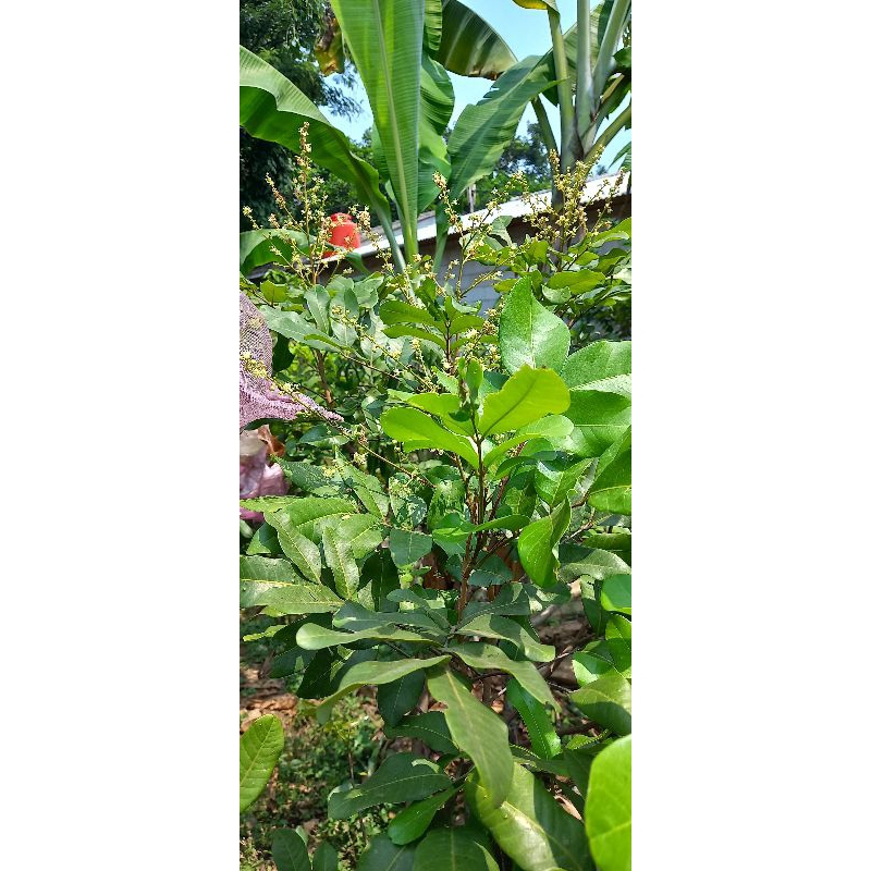 bibit lengkeng matalada berbuah hasil cangkok