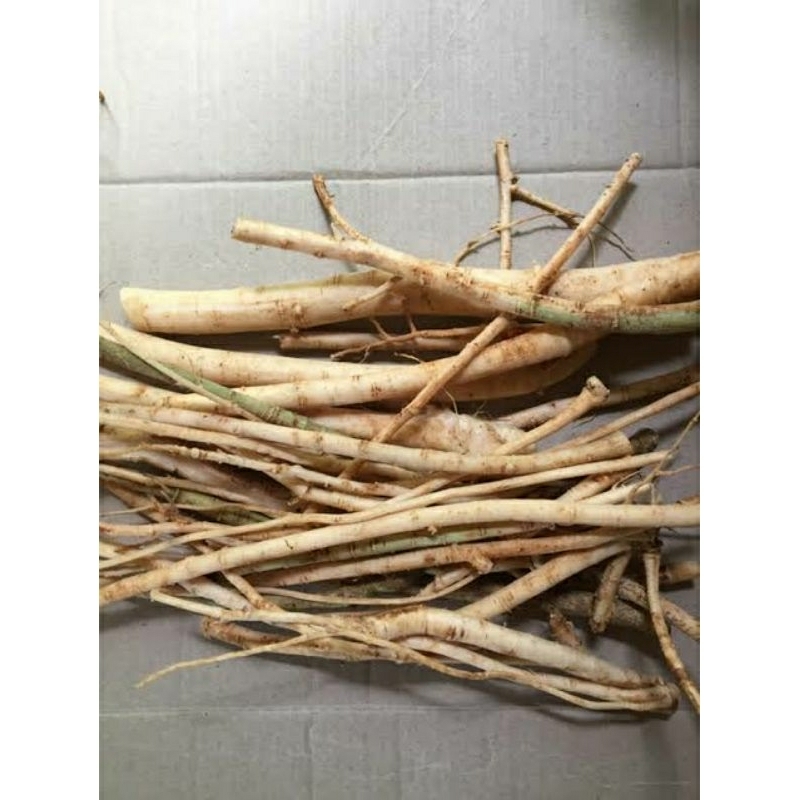 

akar pepaya jantan 1kg fresh buruan hutan